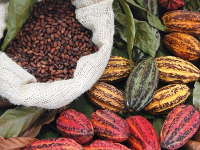 cabosse-feves-cacao cabosse-feves-cacao